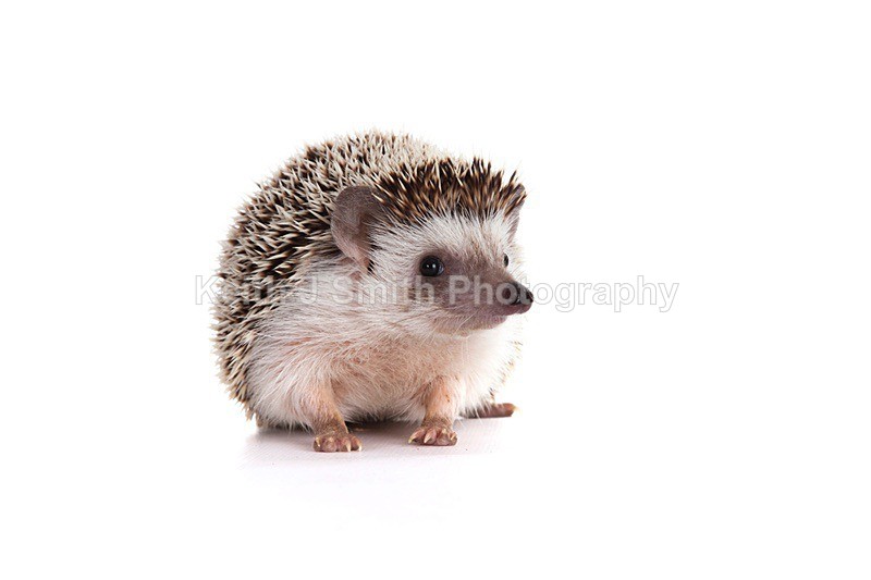 7SKJ4198 - Roaming Reptile Show III