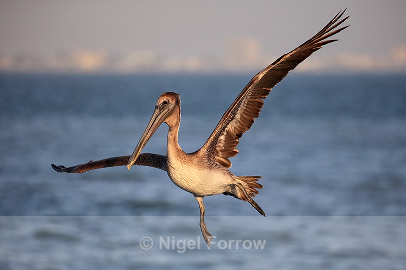 Brown Pelican looks to land on water, Sanibel Island, Florida - Brown Pelican