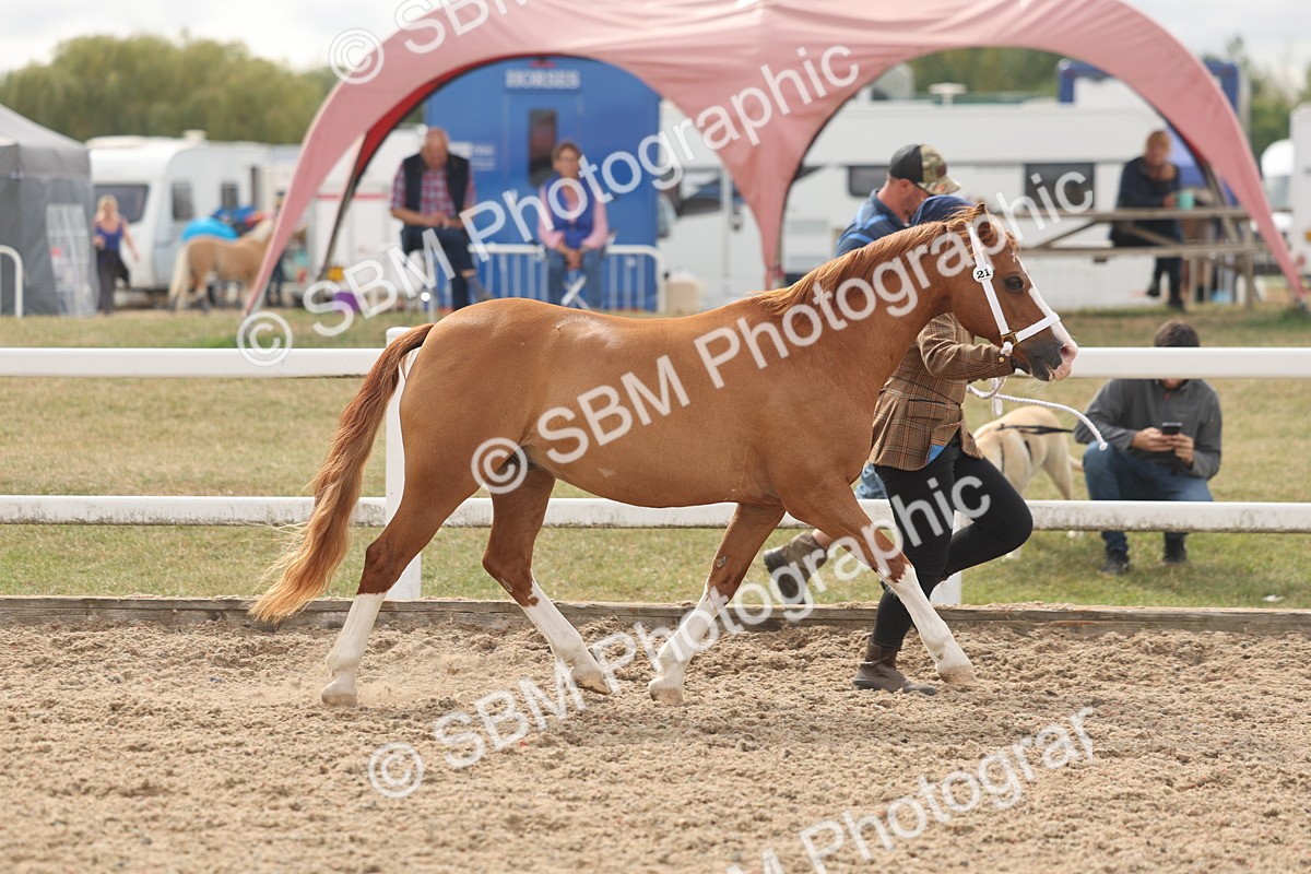 SBM_04965 - Class 20 - IH Veteran