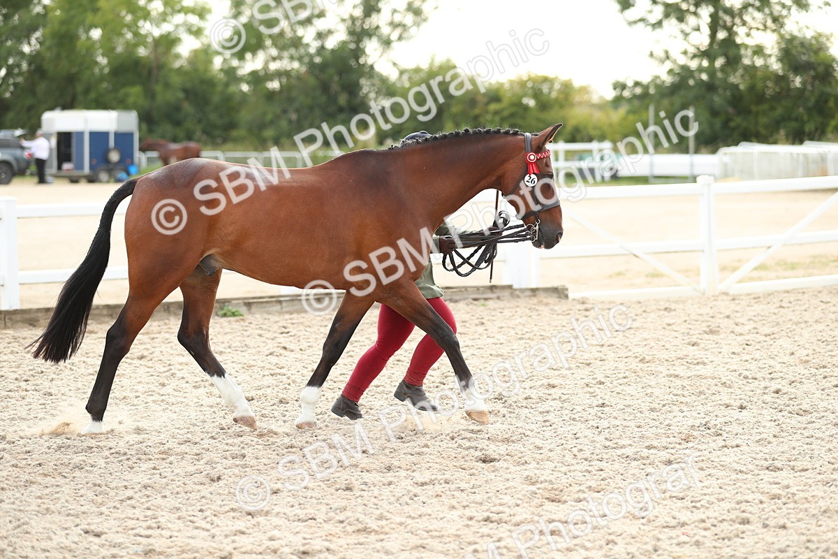 SBM_08541 - Class 28 - IH Veteran Horse