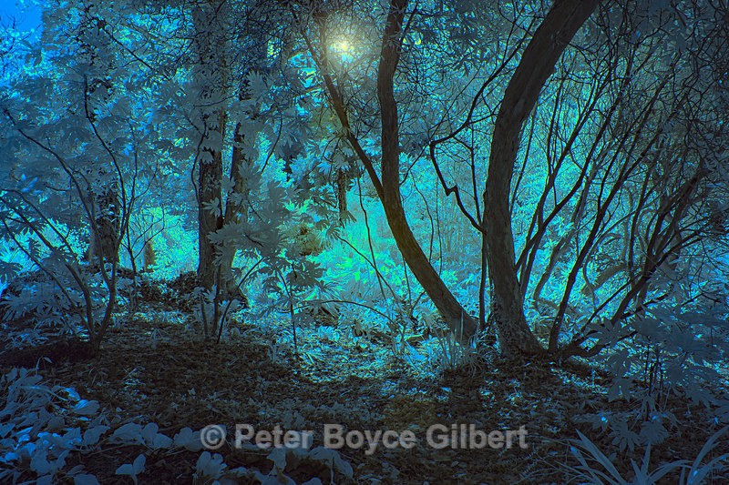 Watery sunlight - Infrared images