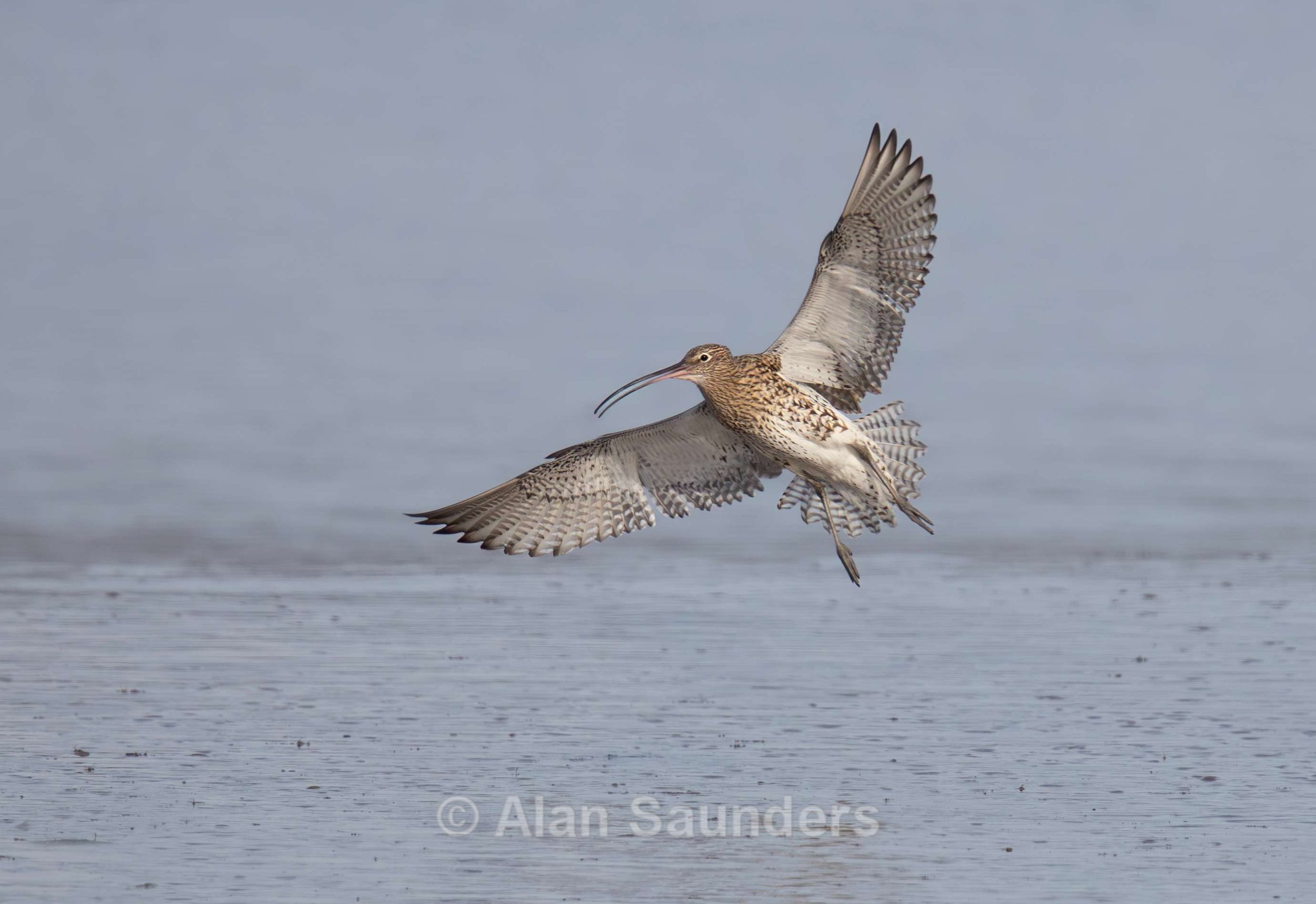 Eurasian Curlew 59