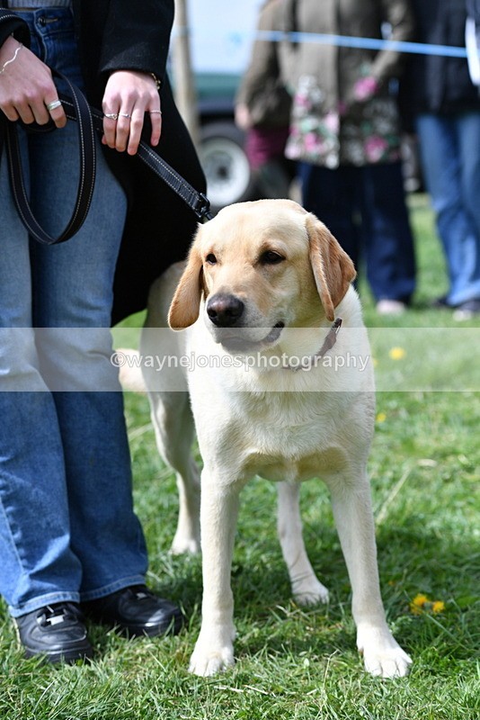 WJ5_9786 - Class 3 Most Handsome Dog
