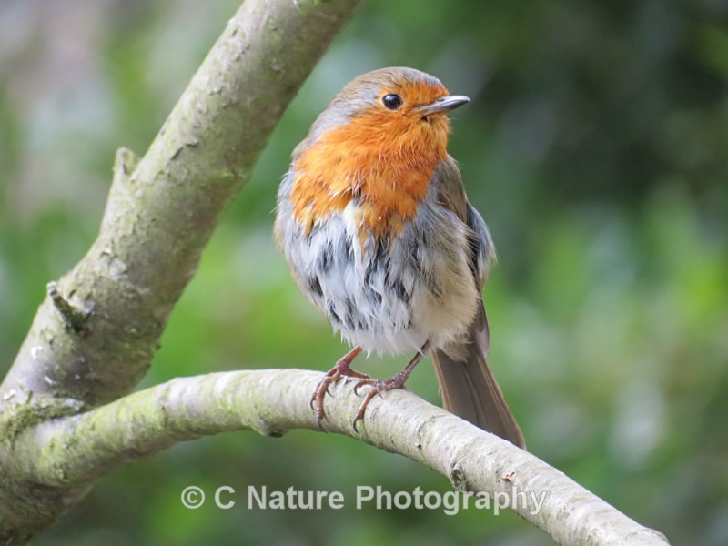 Spring Robin - Birds