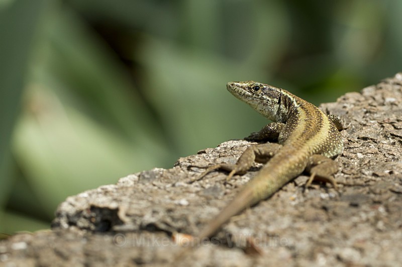 Madeira Wall Lizard - FAVOURITES WILDLIFE GALLERY. Selected images from the wildlife collections.