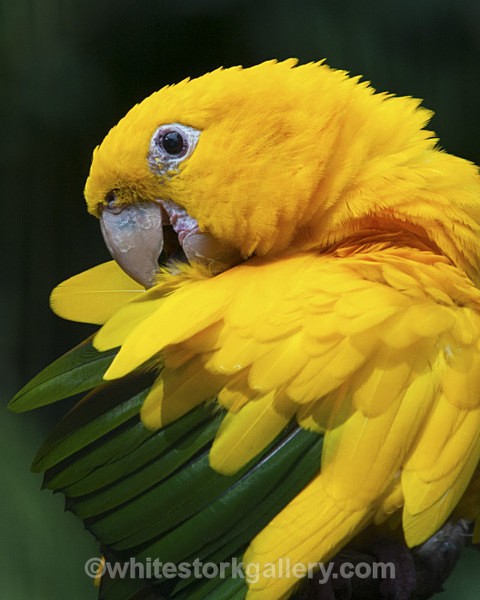 Yellow and Green Parrot - Wildlife and Animals