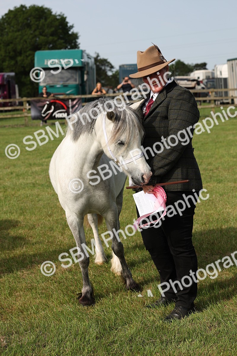 SBM_00595 - Class 6-13 - Mountatin and Moorland In Hand Welsh Breeds