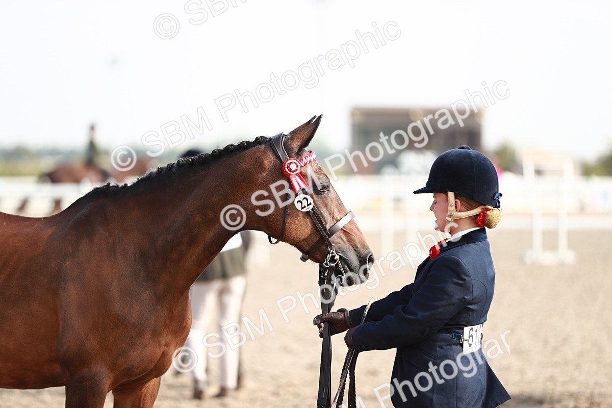 SBM_11106 - Class 205 IH Show Pony/ Show Hunter Pony