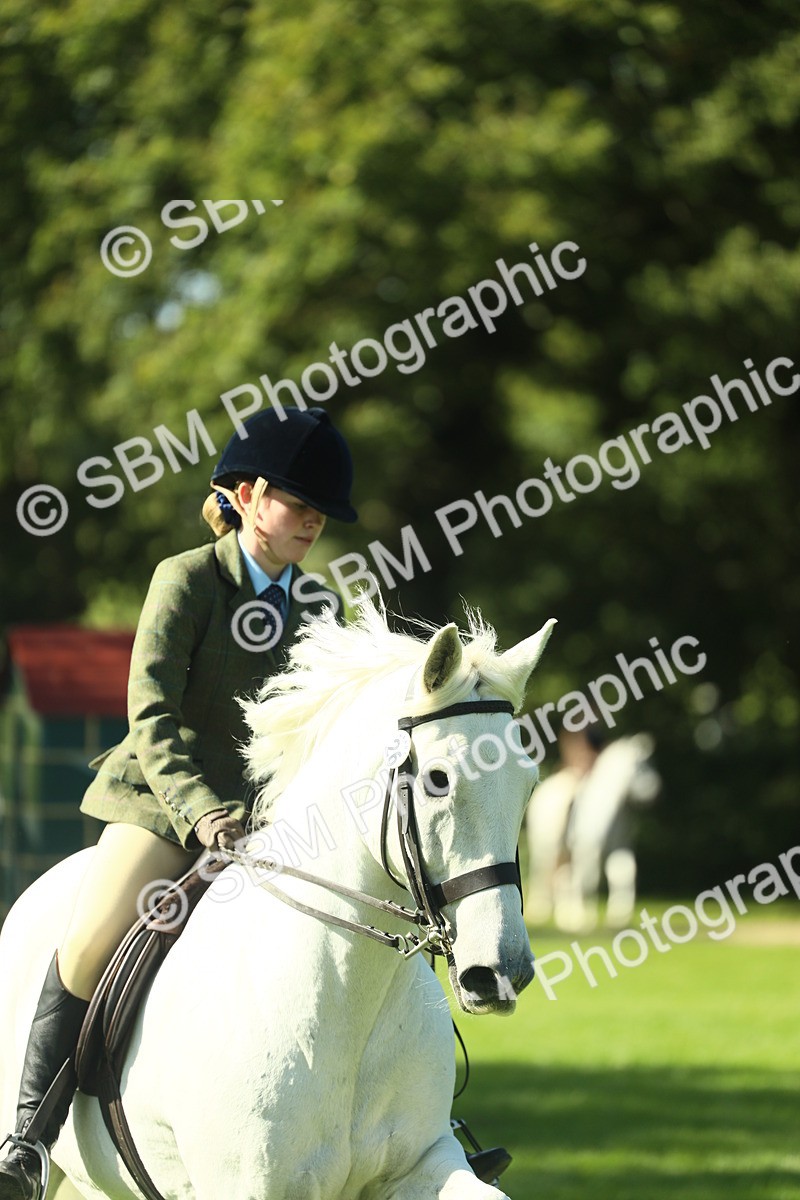 SBM_39187 - S29 - Novice & Newcomers Working Hunter Pony