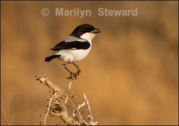 Common fiscal - Kenya, Tsavo East
