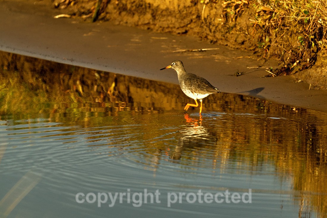 Redshank - Donna Nook - Lincolnshire - Birds