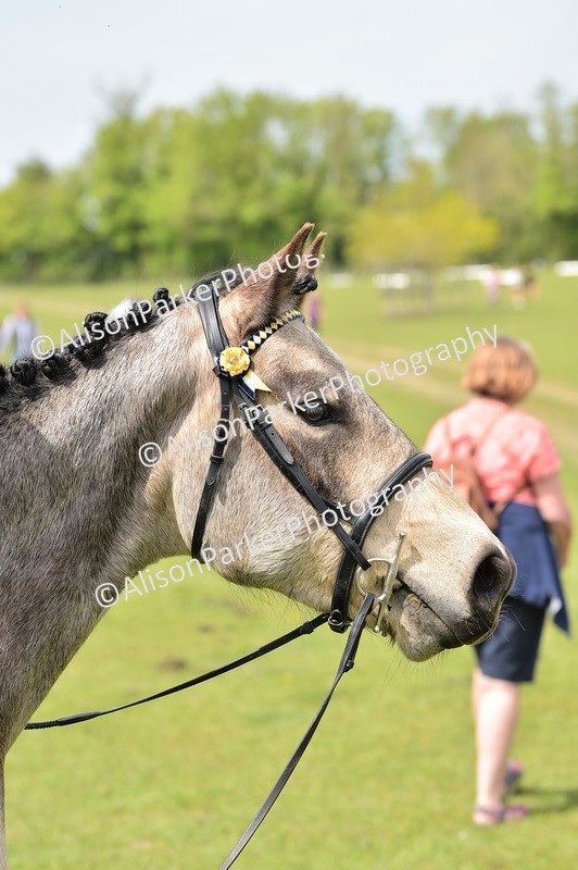 20260426-3712 - Class 22 - Working Hunter