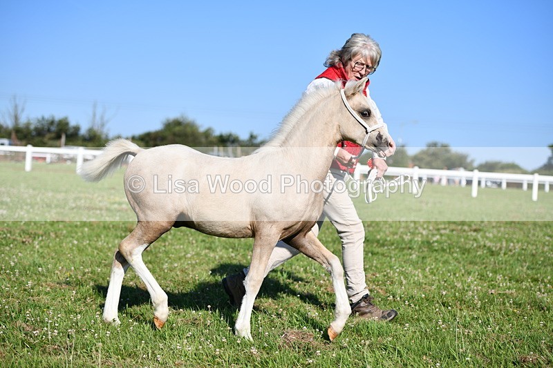 DSC_5387 - Classes 47 & 48: NPS M&M Brood Mare and Foal