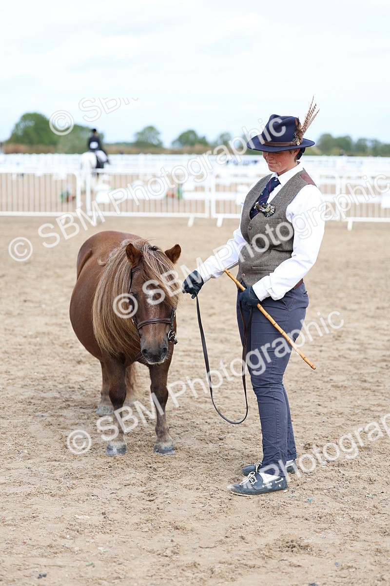 SBM_01849 - Class 18 - Handsomest Gelding - IH or Ridden