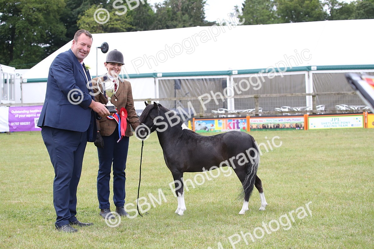 SBM_03558 - Class 23-25 - British Miniature Horse of the Year