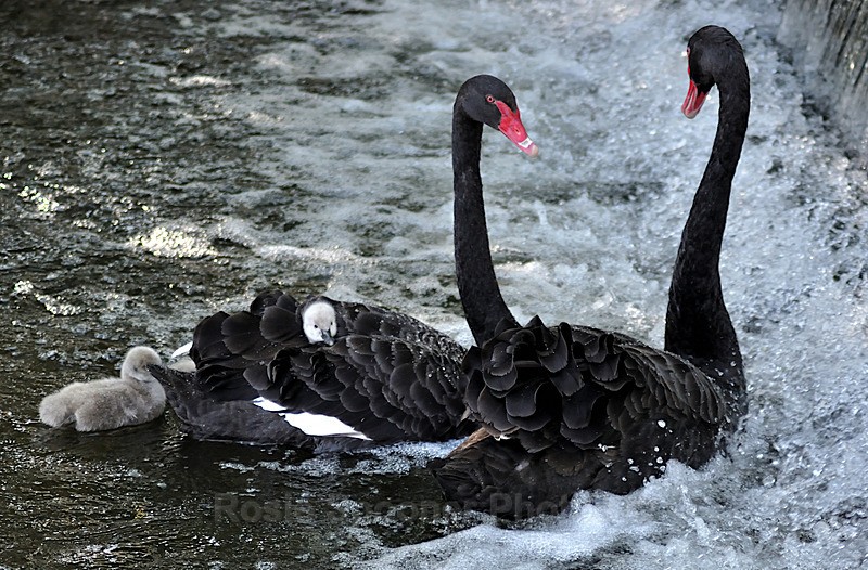 Safe on mum's back - Dawlish (mainly black swans)