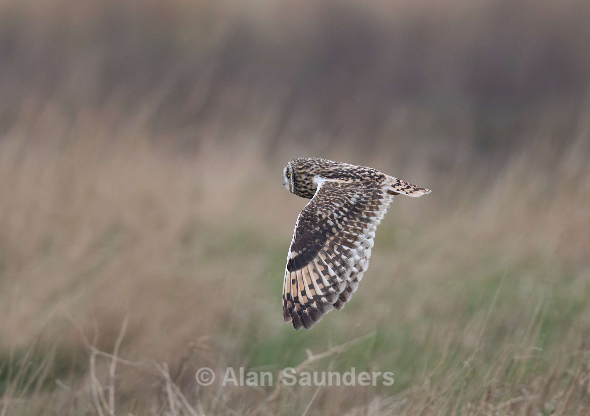 Short Eared Owl