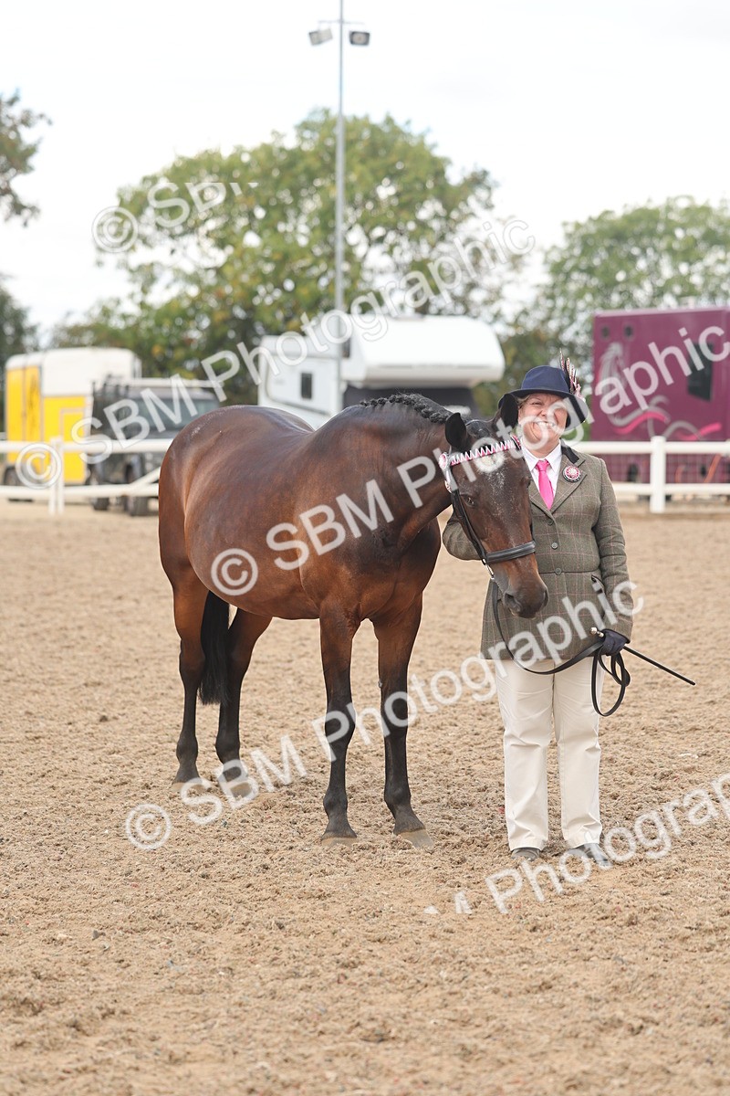 SBM_04325 - Class 17 - Prettiest Mare (IH or Ridden)