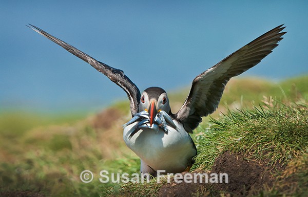 Puffin at Burrow - Nature