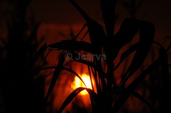 Corn Sunset - Sunsets