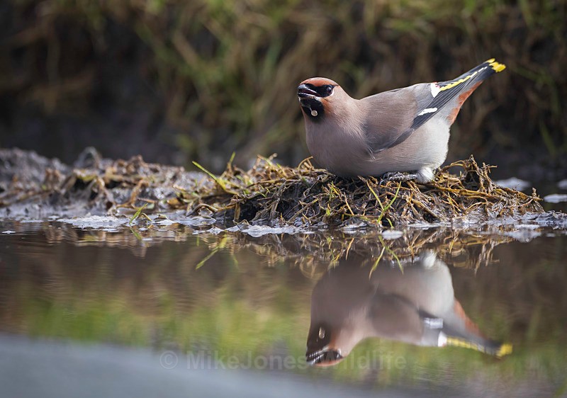 WAXWING HALKYN 8 - WAXWINGS. February 2024 [Halkyn Mountain, North Wales. UK ]