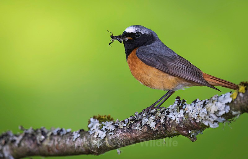 Common Redstart Male - REDSTARTS 2025