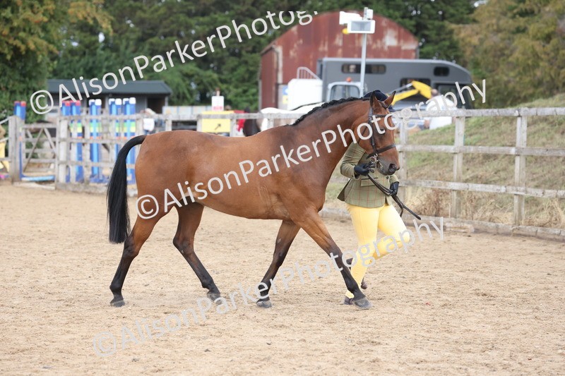 20260831-2360 - Class 9 - Show Pony and Show Hunter