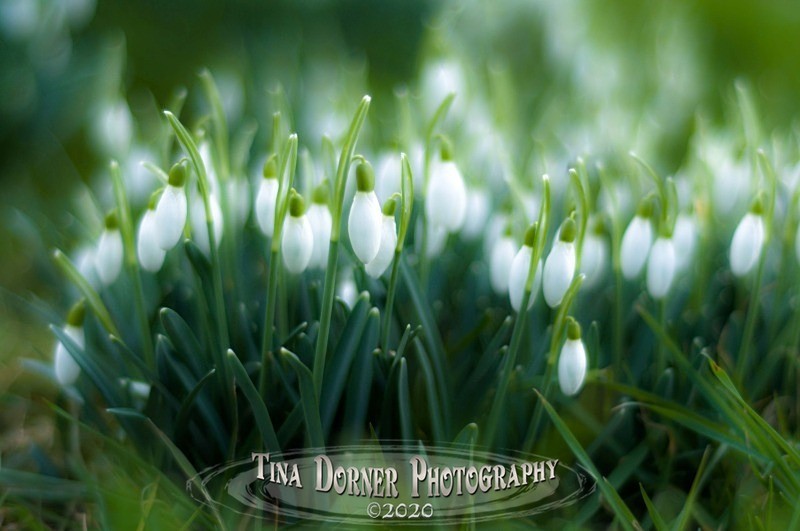 Snowdrops from Plant and Flower Portfolio by Tina Dorner Photography
