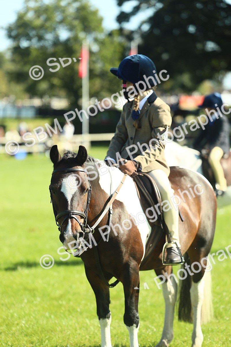 SBM_39043 - S29 - Novice & Newcomers Working Hunter Pony