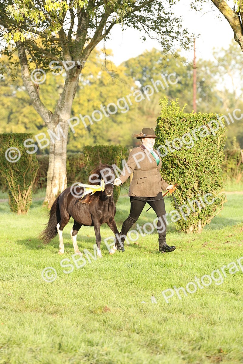 SBM_54464 - S51 - Foreign Breeds In Hand