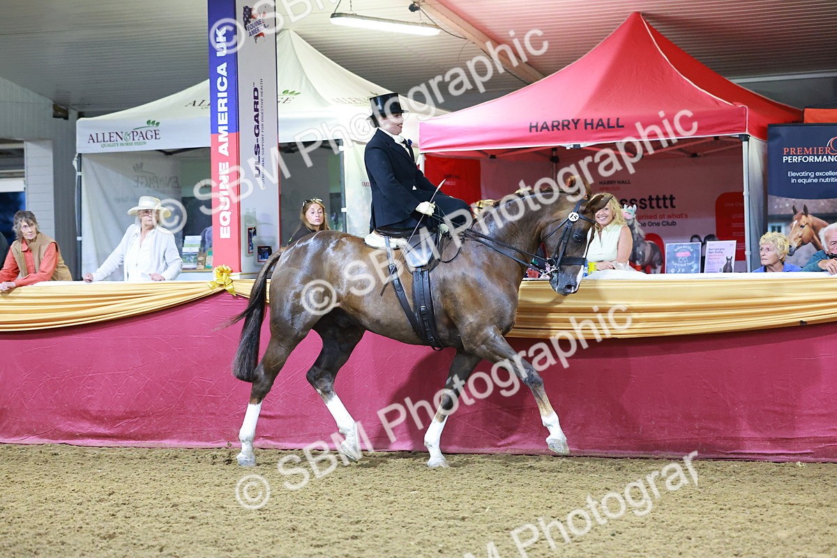 SBM_15023 - Class N - Side Saddle Champ