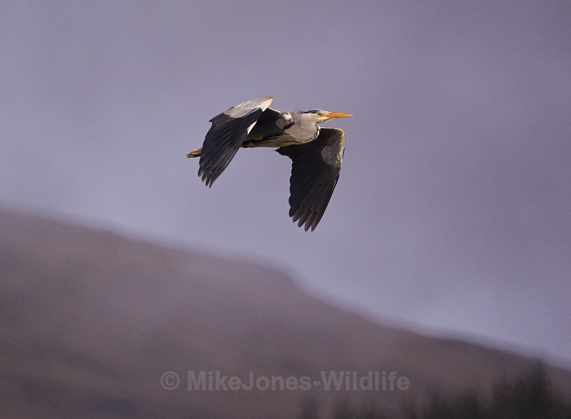 GREY HERON 3 - GREY HERONS