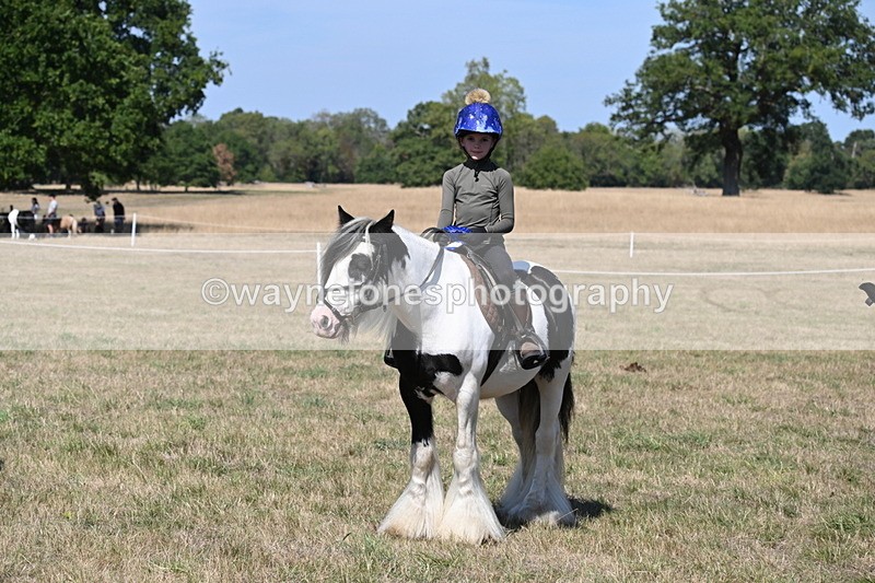 WJ6_9069 - Class 38 Ridden Riding Horse/Pony