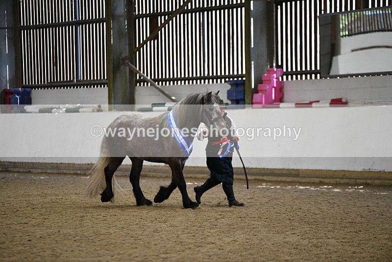 WJ5_5861 - Morning in hand Championship