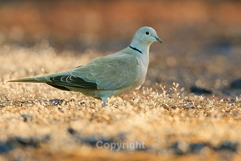  - Birds