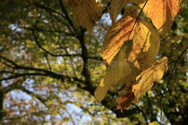 Frenchay leafs _67 - Frenchay care home Collection v