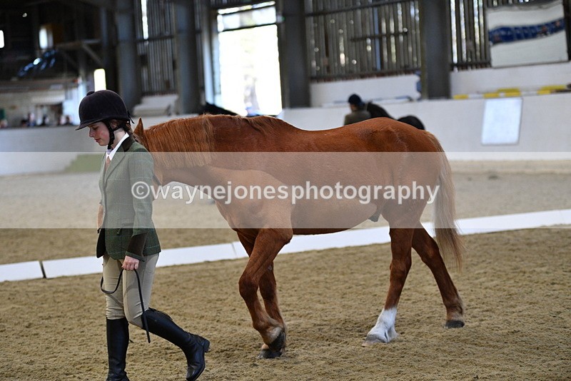 WJ5_3667 - Class 5 In Hand Veterans