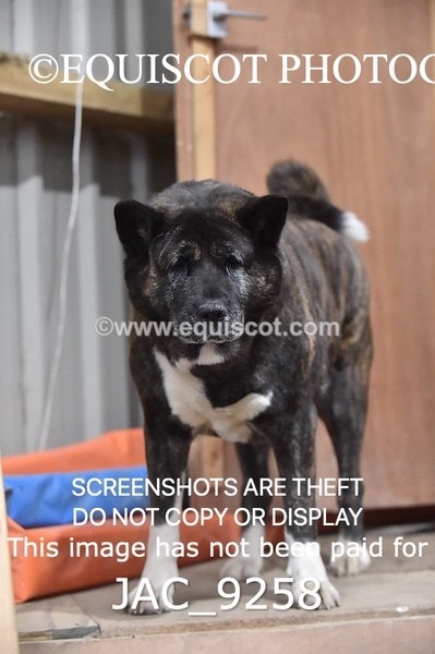 JAC_9258 - CLASS 5 - ARENA EVENTING BE 80CM