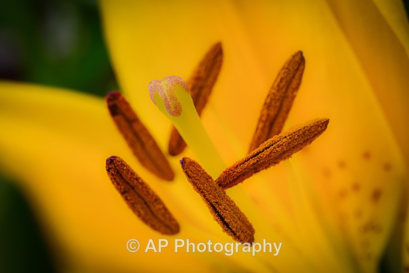 Yellow_Lily_ACP_4288-1 - Plants