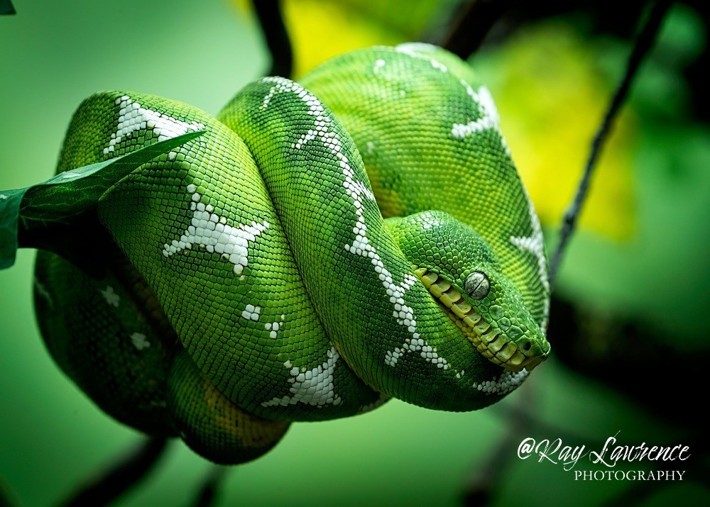 Green Tree Python -RLP_7691 - Vulnerable and Beyond