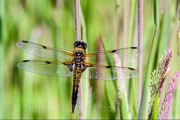 Male Four Spot chaser - Dragonflies & Damselflies