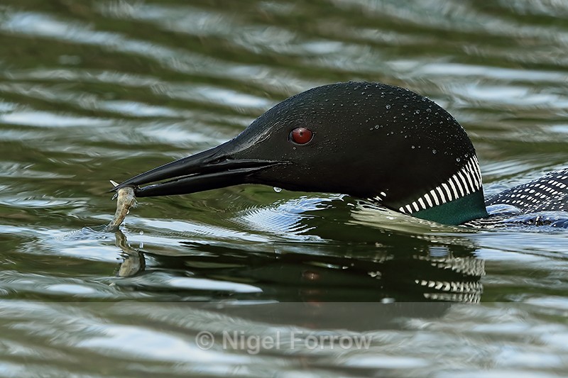 Great Northern Diver with fish, Minnesota, USA - Great Northern Diver