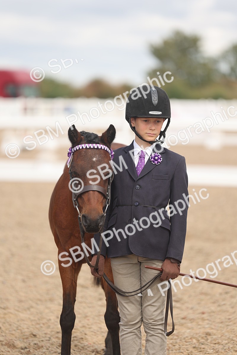 SBM_04470 - Class 18 - Handsomest Gelding (IH or Ridden)