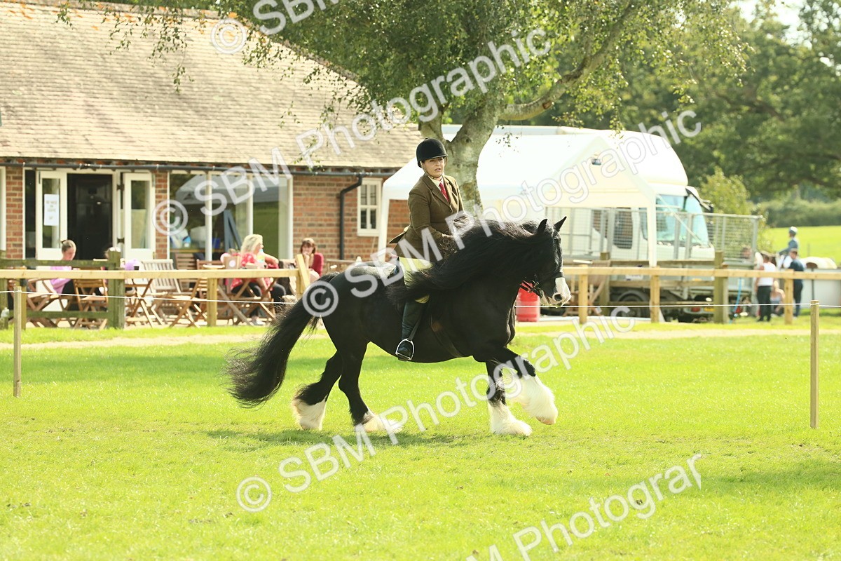 SBM_66630 - S34 - Rehabilitated Rescue Horse & Pony In Hand & Ridden