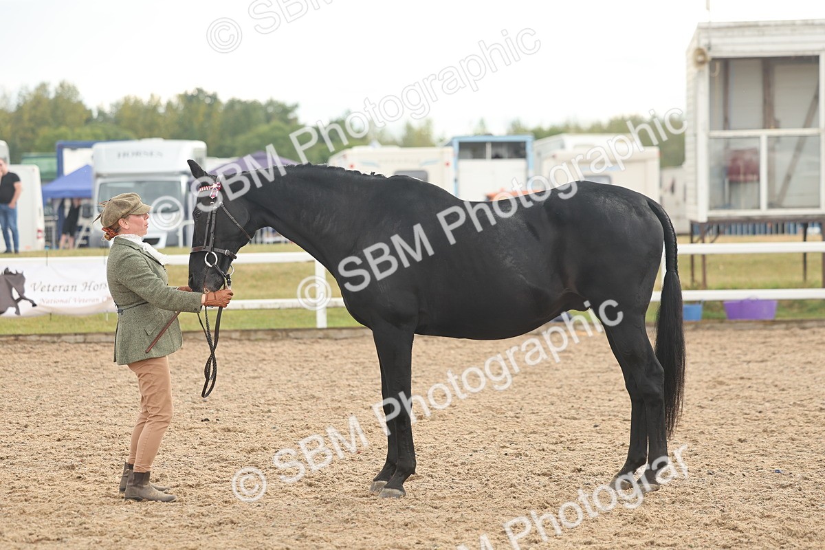 SBM_07907 - Class 28 - IH Veteran Horse