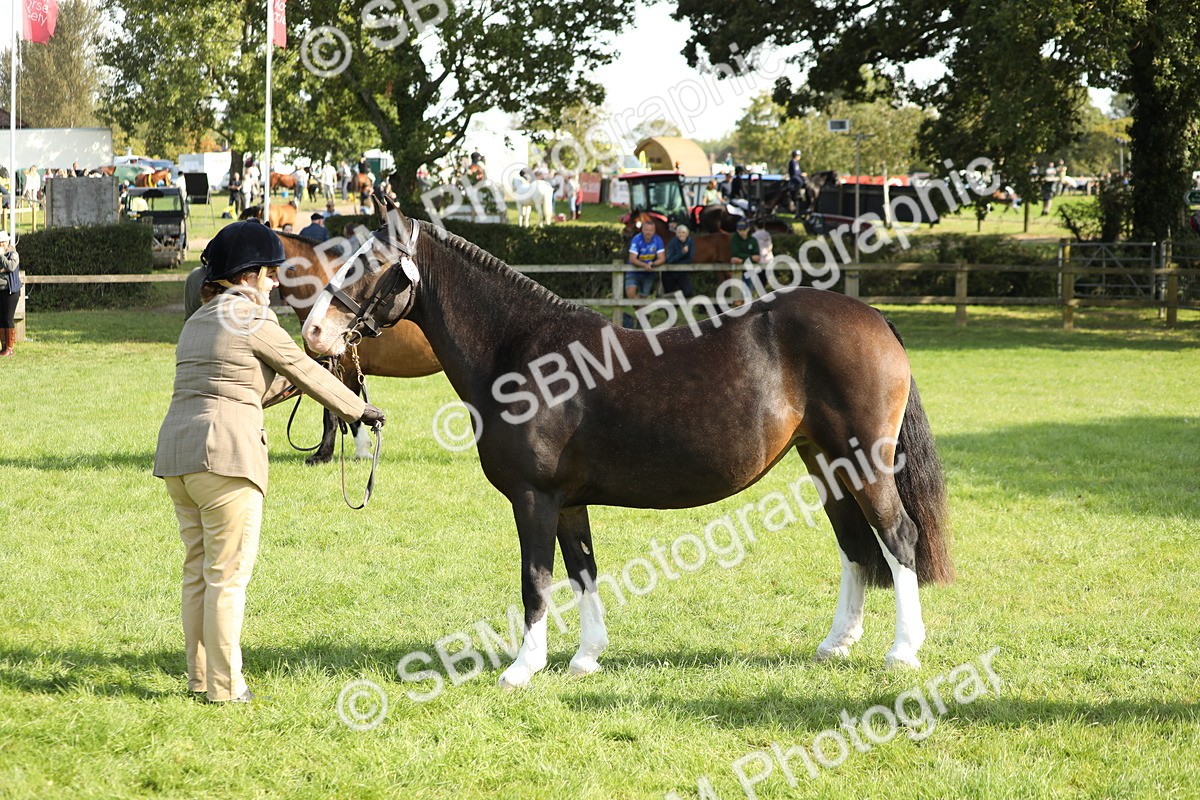 SBM_62344 - S45 - Mini Show Cob In Hand