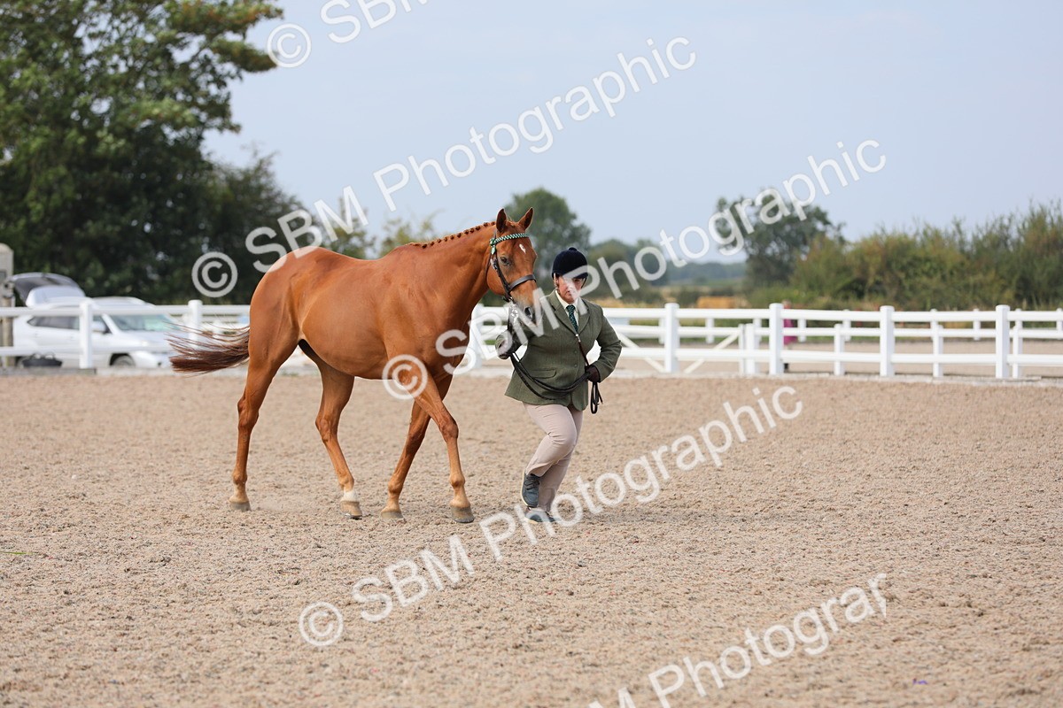 SBM_15941 - Class 313 IH Retired Racehorse