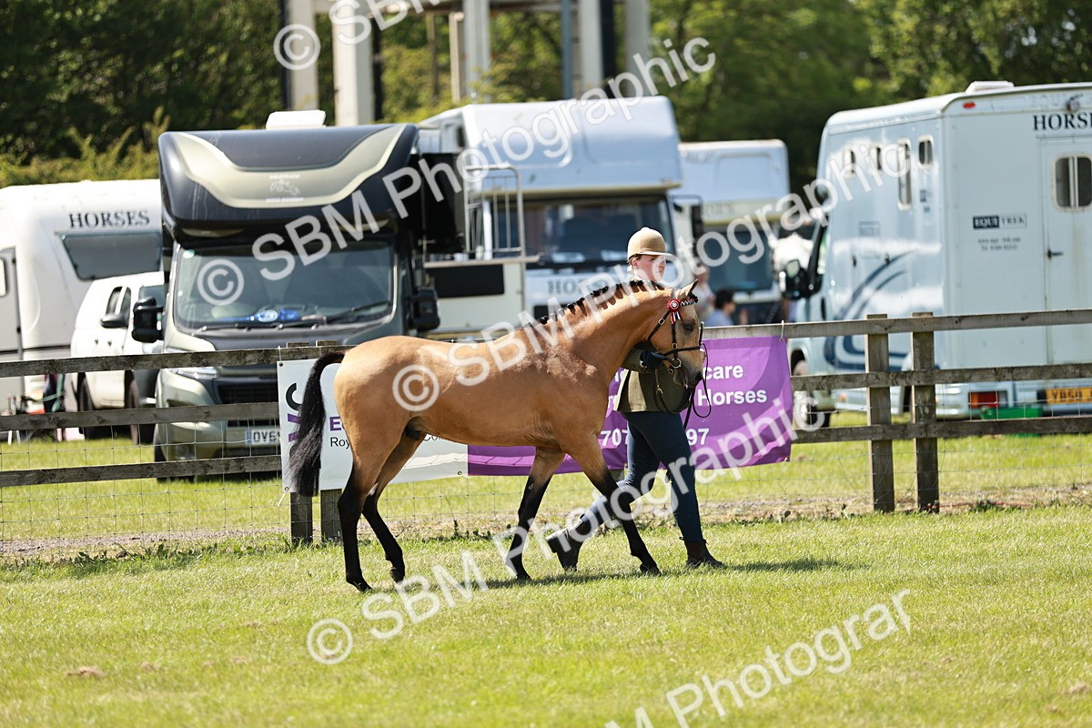 SBM_05556 - Class 41-45 - Riding Pony-Hunter Pony Breeding