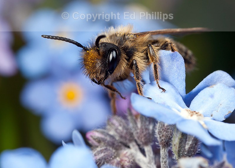 Andrena flavipes (m)