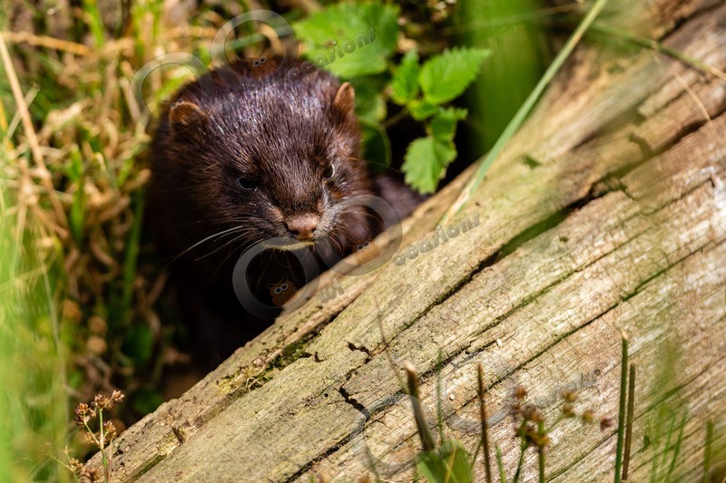 American mink Mustela vison-8173 - UK Wildlife